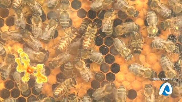 El Campello organiza un mercado ecológico con motivo del Día Mundial del Medio Ambiente
