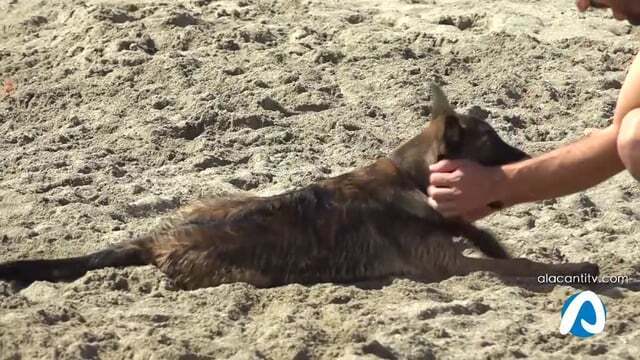 Lleno absoluto por segundo año en la playa de perros de Aguamarga