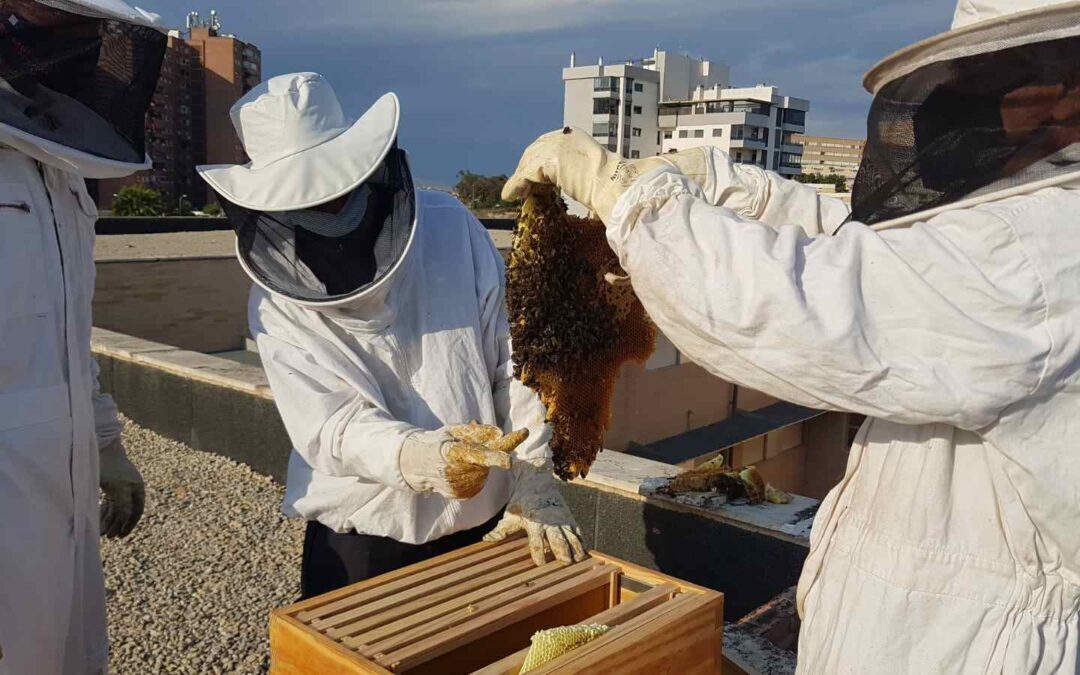 Los bomberos rescatan a más de 90.000 abejas en el IES Gran Vía