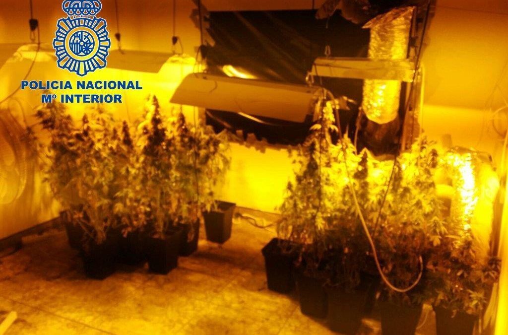 La Policía descubre una plantación de marihuana en una vivienda cuando acude a una llamada por amenazas graves