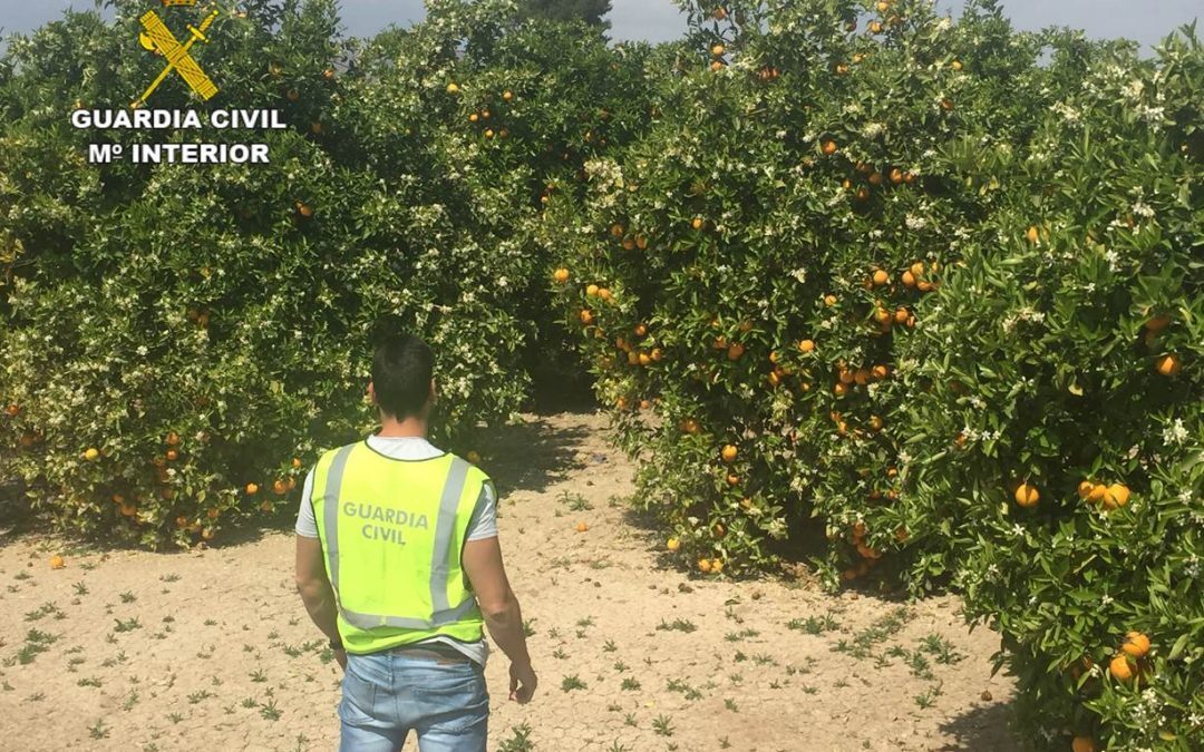 La Guardia Civil esclarece una red de estafas agrarias por más de 400.000 euros en Alicante y Murcia
