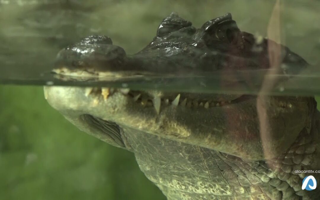 El Río Safari recoge a un caimán que había sido puesto en venta en internet