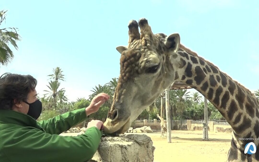 La jirafa Dátil cumple cinco meses en el Río Safari