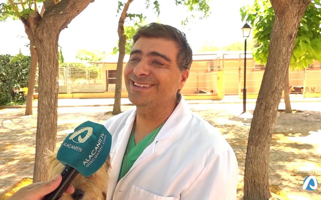 El calor y los perros