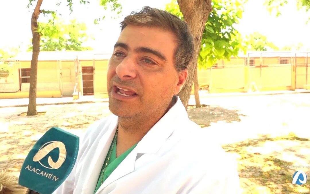 La importancia del chip en los perros