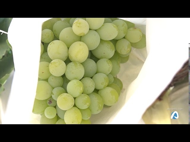 Primer corte de uva de mesa del Vinalopo