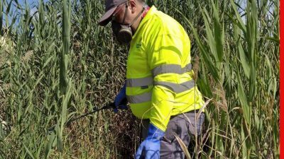 El Campello intensifica la fumigación tras las últimas lluvias