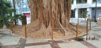 El Ayuntamiento protege las raíces de los ficus centenarios de Gabriel Miró