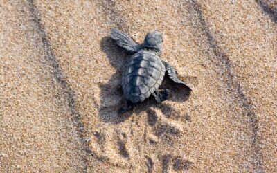 El Ayuntamiento se une a la campaña de protección de las tortugas marinas