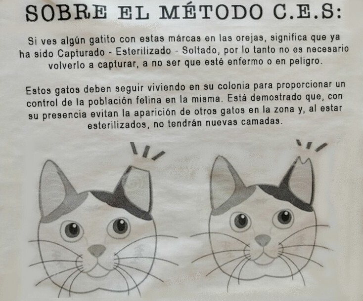 El Ayuntamiento destina 30.000 euros al control de colonias de gatos callejeros