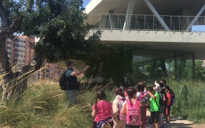 La VII Peregrina Escolar reunirá a cerca de tres mil menores de 22 colegios de Alicante