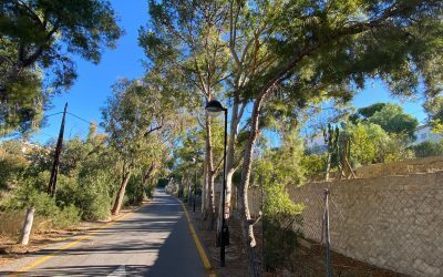 Segunda fase del control de la procesionaria en los pinos de El Campello