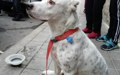 La Policía propone homenajear al joven herido por salvar la vida de un perro