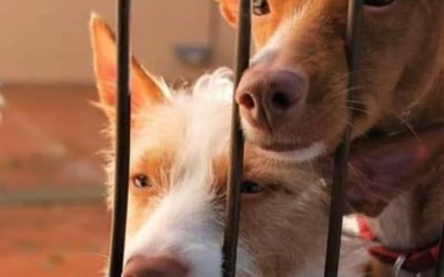 El Ayuntamiento adjudica la recogida y custodia de animales por 271.727 euros