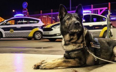 ‘Mi mascota, mi familia’: un encuentro con talleres para reforzar vínculos