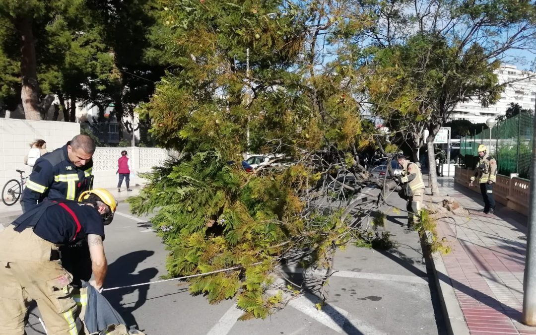 Policía y Bomberos de Alicante intervienen en 15 emergencias causadas por el viento