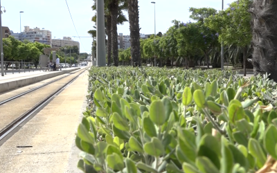 La creación de un nuevo parque en Playa de San Juan atrae a 14 empresas