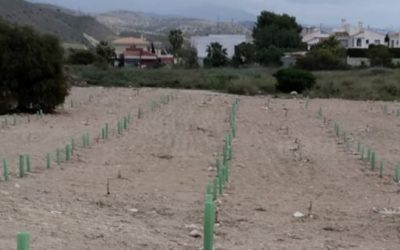 El Campello aprueba por unanimidad una partida para crear el Parque «El Poblet»