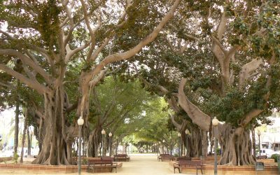 Alicante autoriza la reurbanización de la avenida de Ramón y Cajal y de Canalejas