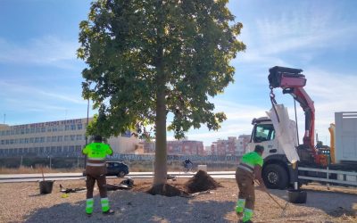 Alicante repone 750 alcorques de los mil que se fijó como reto hasta final de febrero