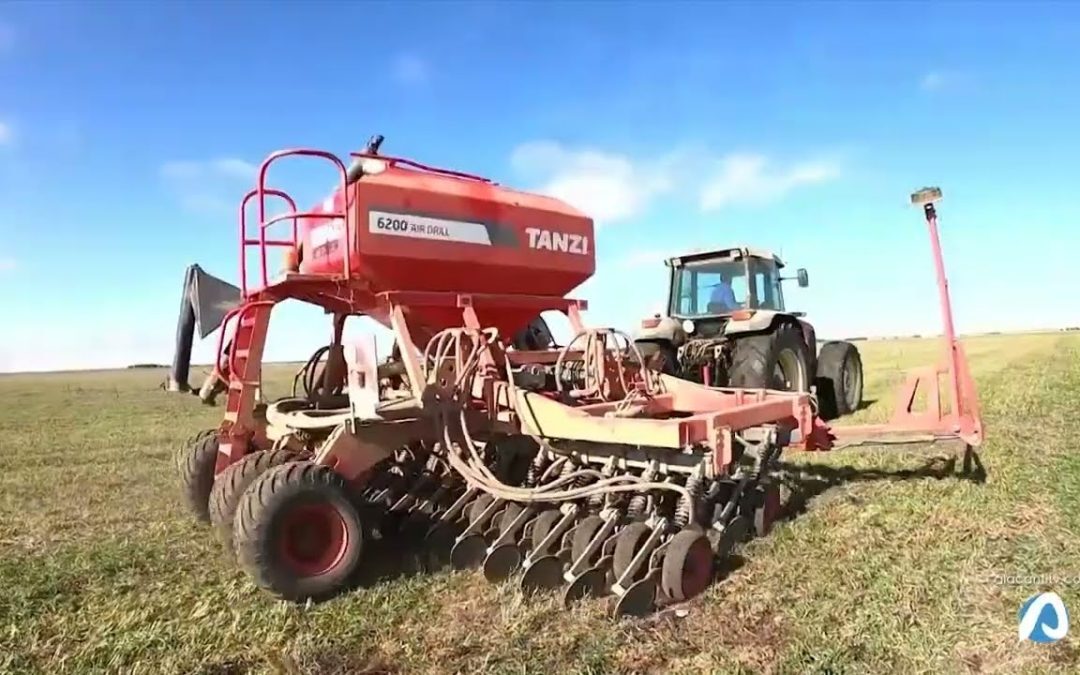 El cultivo de cereales aumenta un 30% en Alicante por la guerra y las recientes lluvias