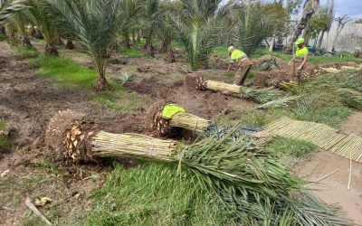 Comienza la mejora paisajística de la isla de Tabarca de cara a la temporada turística