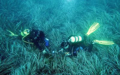 La Diputación renueva su apoyo a Ecología Litoral para estudiar la Posidonia oceánica