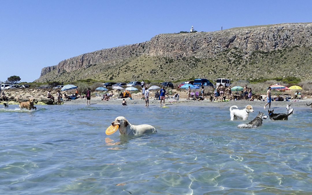 Costa Blanca activa un sello ‘Pet Friendly’ para impulsar el turismo con mascotas
