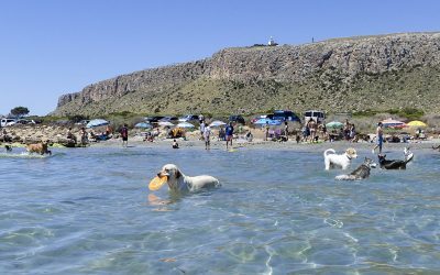 Costa Blanca activa un sello ‘Pet Friendly’ para impulsar el turismo con mascotas