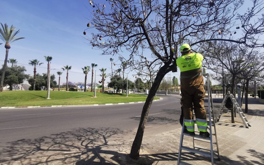 Alicante activa en 23.000 árboles la campaña de control biológico de plagas