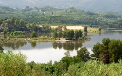 La Diputación destina 1,1 millones para plantar nuevo arbolado en la provincia