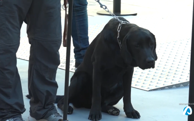 Las altas temperaturas pueden provocar graves consecuencias en las mascotas