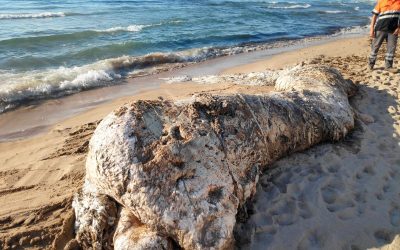 Una cría de cachalote aparece muerta en la playa de Muchavista en El Campello