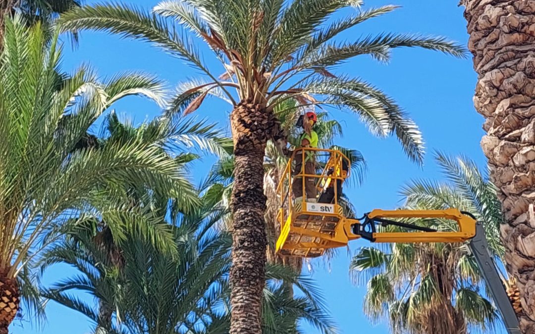 Alicante planta 80 palmeras en el centro, playas y accesos de la ciudad
