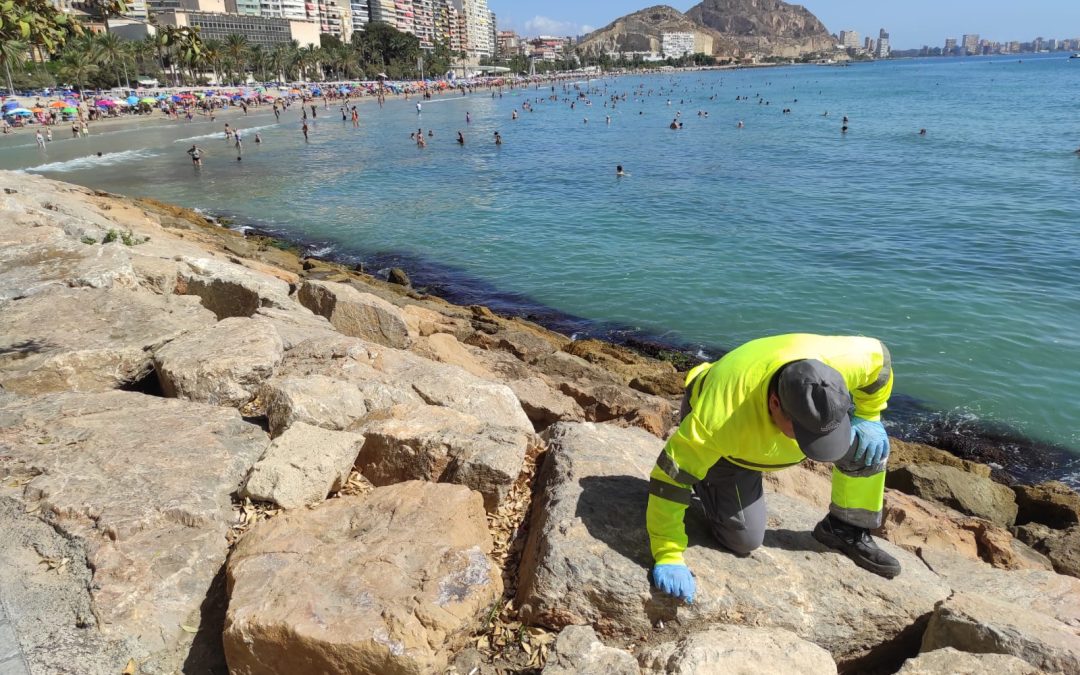 Alicante activa el dispositivo de limpieza en prevención de una posible gota fría