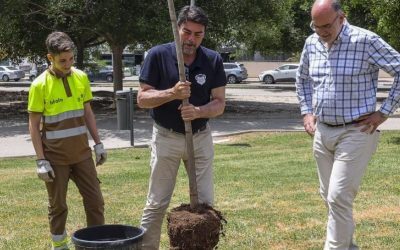Alicante contará con un millar de árboles nuevos este invierno en la ciudad