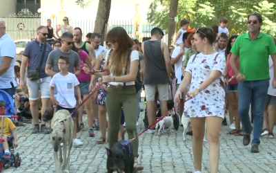 Las protectoras luchan para evitar que se regalen animales en Navidad