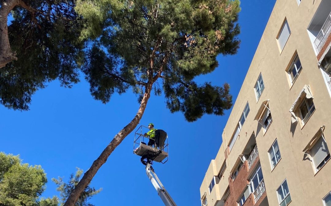 Sant Joan controla el crecimiento de los árboles para evitar caídas de troncos