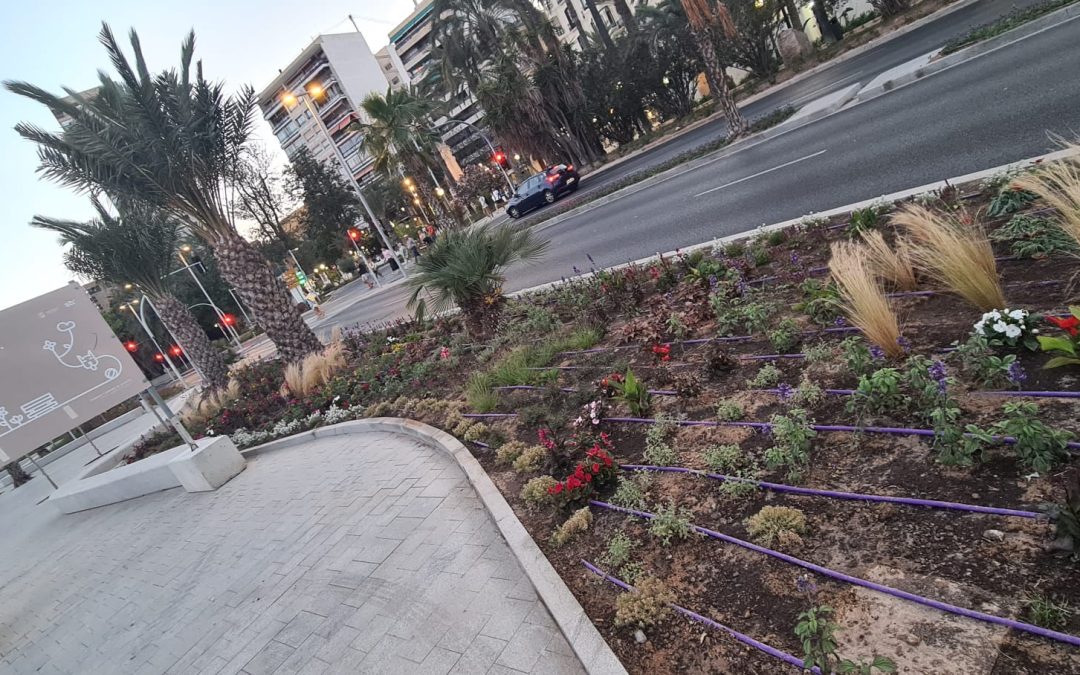 Alicante embellece con 5.000 plantas de flor el frente litoral de la Explanada