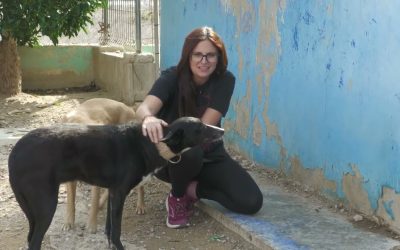 Asoka saca a la venta su calendario solidario para ayudar a 200 animales