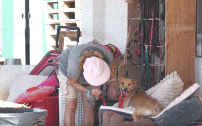 El abandono de animales en Alicante se dispara un 33%