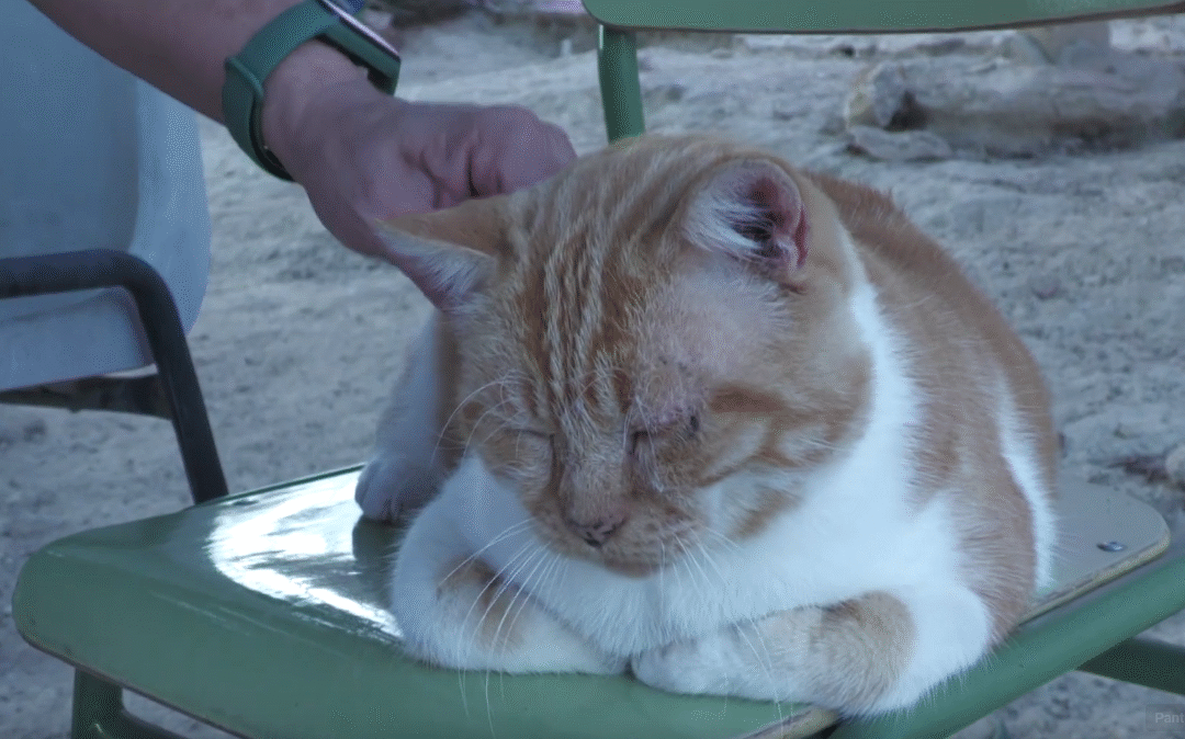 Hoy es el Día Internacional del Gato