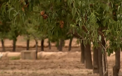 ASAJA celebra el efecto positivo de la DANA Alice en los cultivos