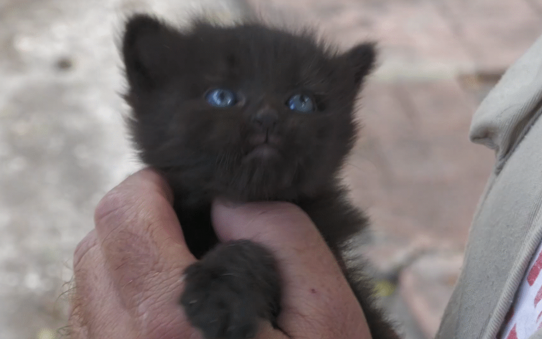 Aumentan un 33% los abandonos de animales en Alicante