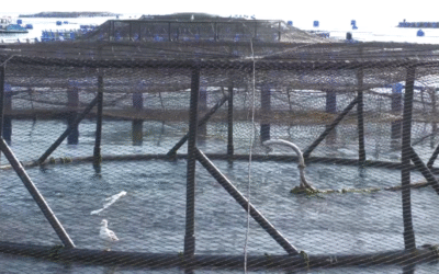 La acuicultura impulsa el empleo local y la sostenibilidad en El Campello