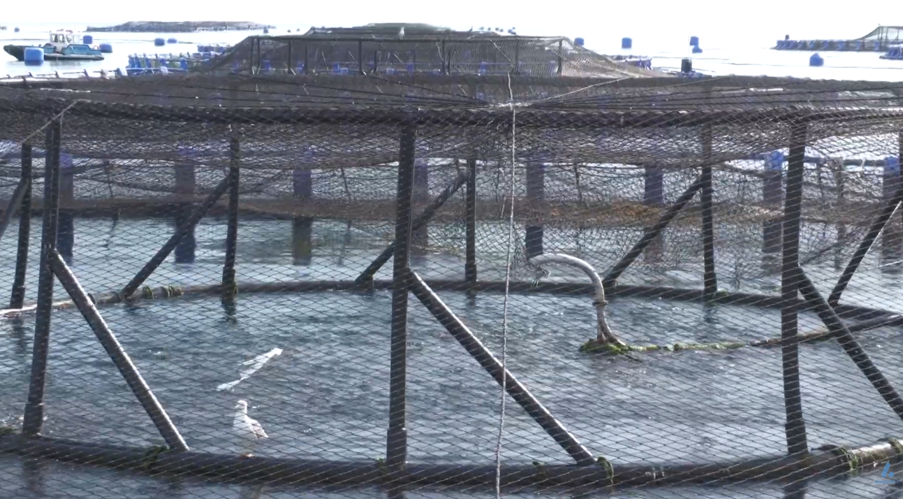 La acuicultura impulsa el empleo local y la sostenibilidad en El Campello