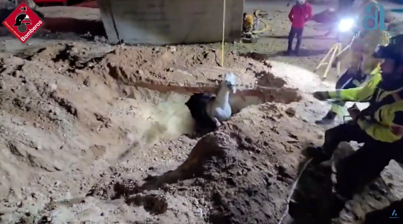 Rescate de un caballo en Pinoso