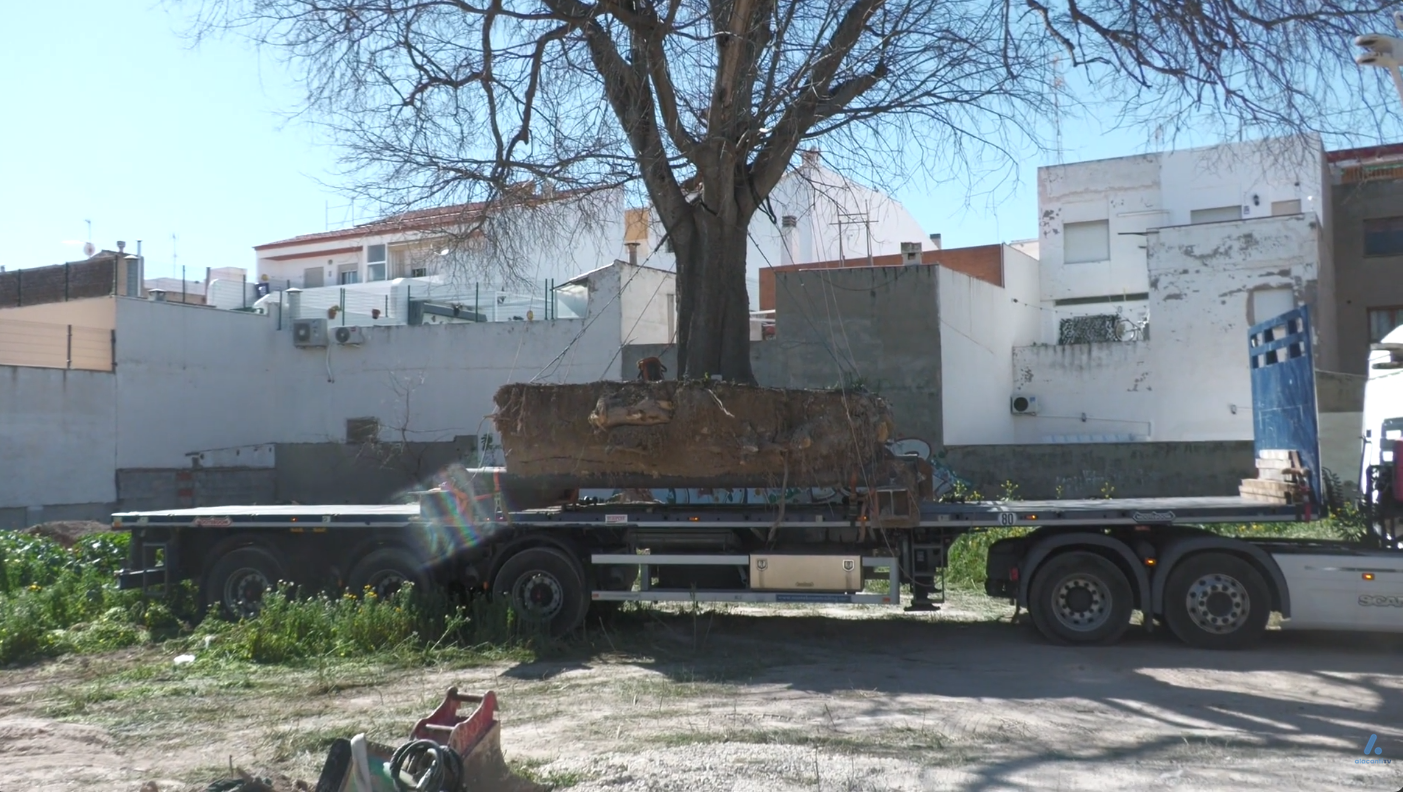 Sant Joan trasplanta un almez de más de 160 años de vida