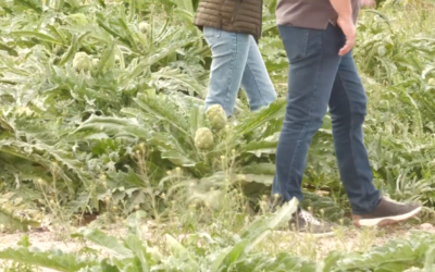 La guerra de Irán eleva los costes del campo alicantino