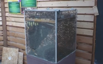 El Día Mundial de las Abejas recuerda su importancia en Alicante